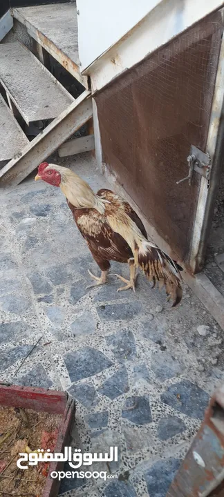 دجاج للبيع .