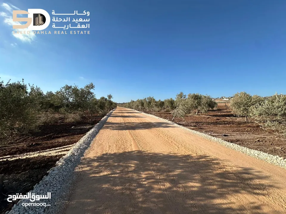 نمر_أراضي_زيتون  مثمرة ومعمّرة في أرقى مواقع دير غزالة  جنين