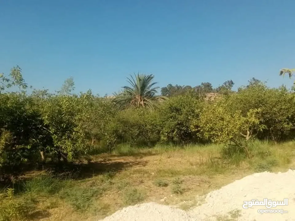 ارض للبيع في الحمه الاردنيه مزروع جوافه وكل انواع الحمضيات بثلاثه قواشين مستقلات ومتلاصقات لمالك واح