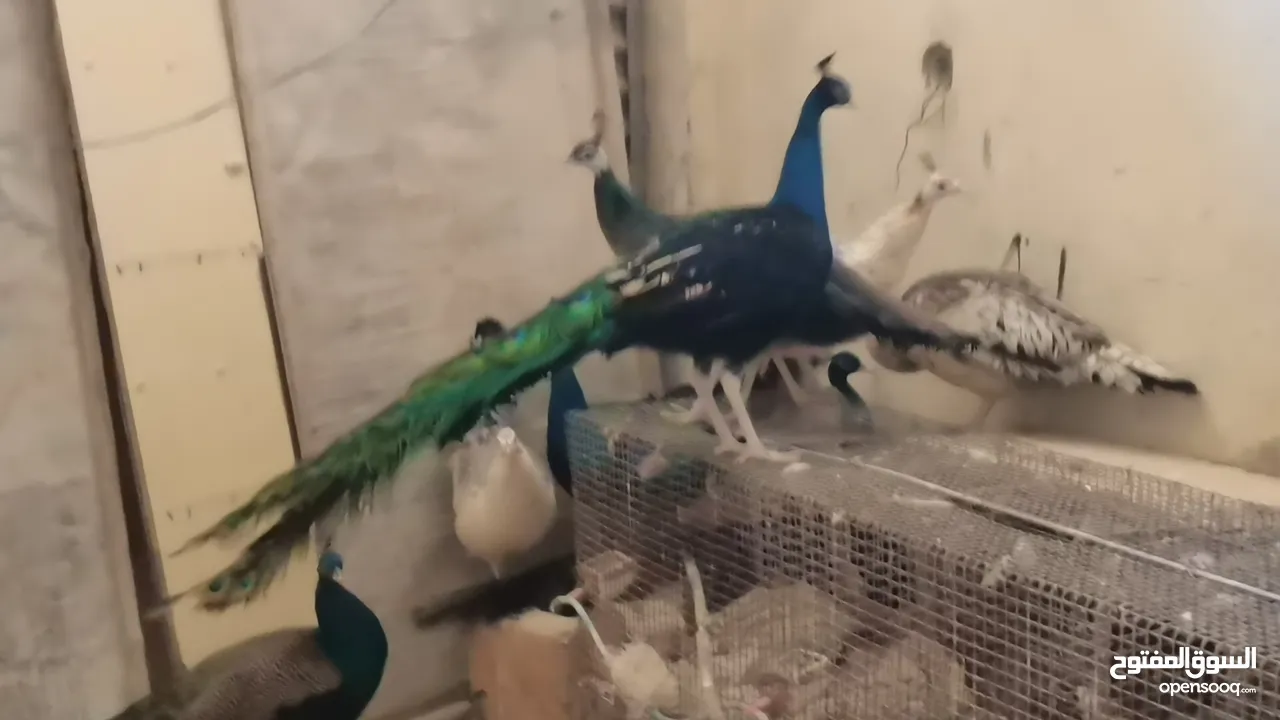 طاووس أمريكي الوصف مهم