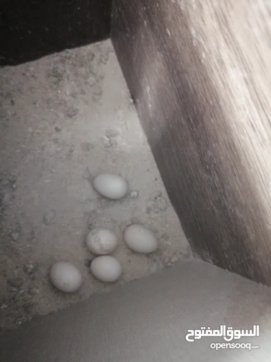 جوز ببغاء كوكتيل شغال مية مية