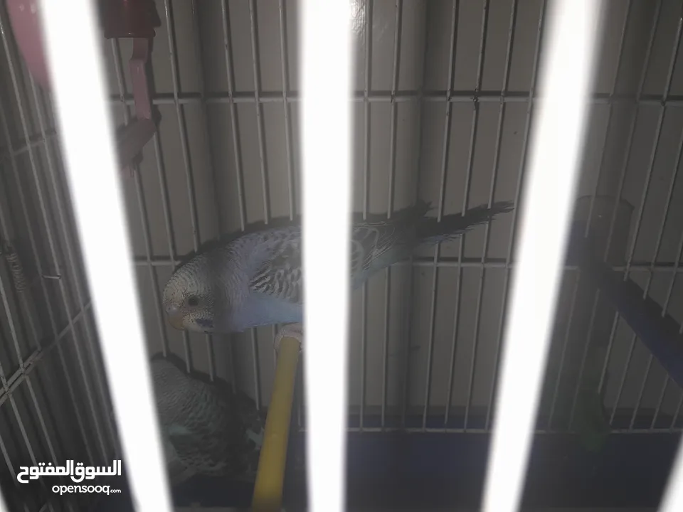 ثلاث عصافير بادجي (حب) للبيع