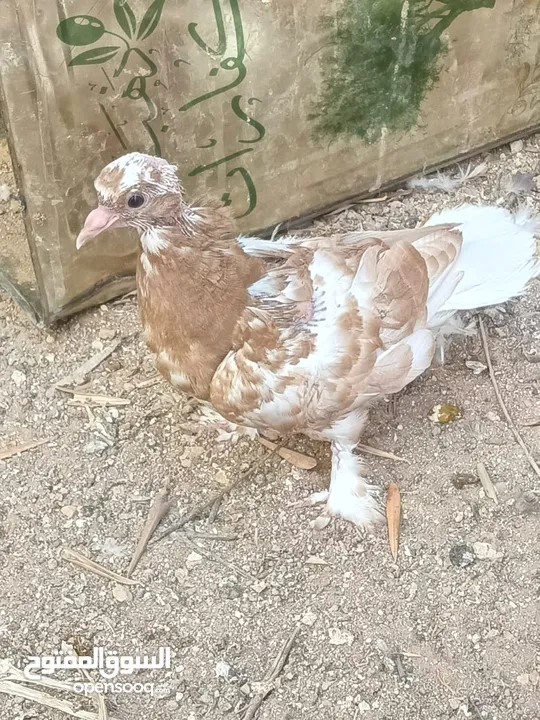 كوم حمام حوالي من 35 إلى 40 طير  للبيع