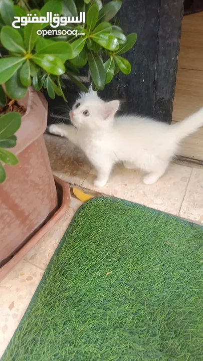 للبيع قطه ميكس (kitten) كما في الصور  بصحه ممتازه ماخده المطاعيم متعوده على دراية فوود واللتر بوكس.