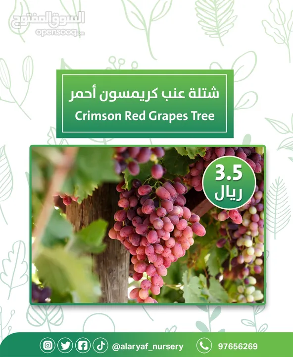 شتلات وأشجار العنب النادرة من مشتل الأرياف أسعار منافسة الأفضل في السوق   انگور  Grapes