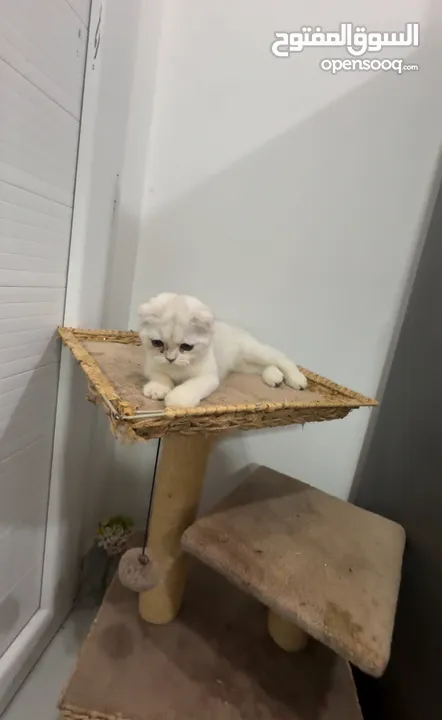Beautiful Cat for Sale – Healthy & Friendly ( urgent sale i am leaving)