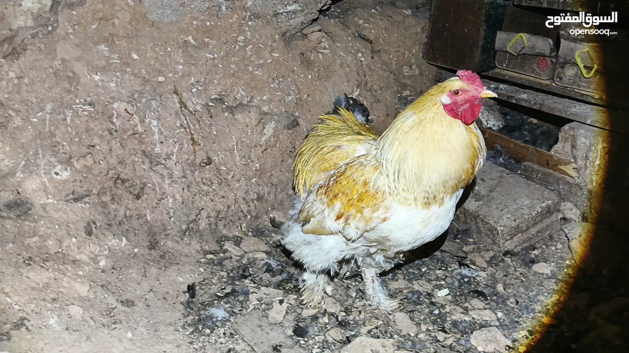 ديوك براهما بيور