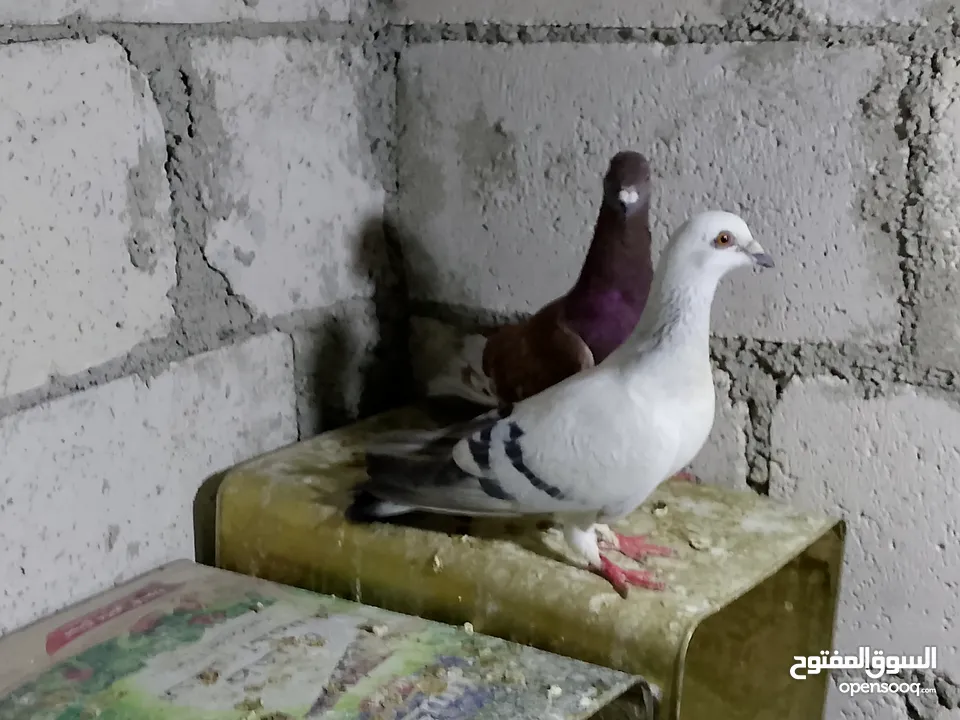 جواز حمام شغلات ميه بل ميه