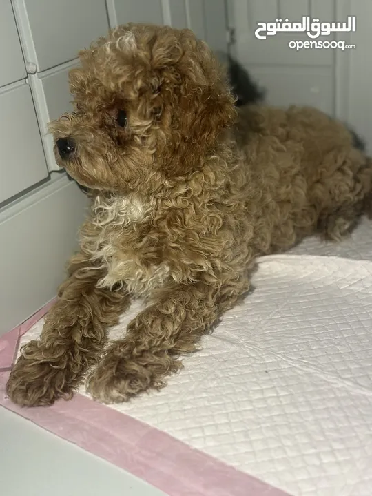 Available for sale maltipoo