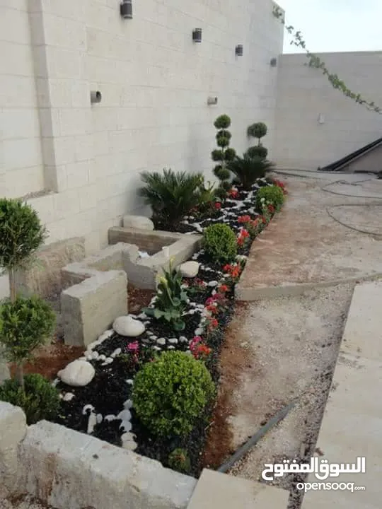 بعد إذن الإدارة  متوفر لدينا شجر زنزلخت الشماسي إيطالي أنثى ارتفاع من 180 سم إلى 250 سم سعر الشجره 6