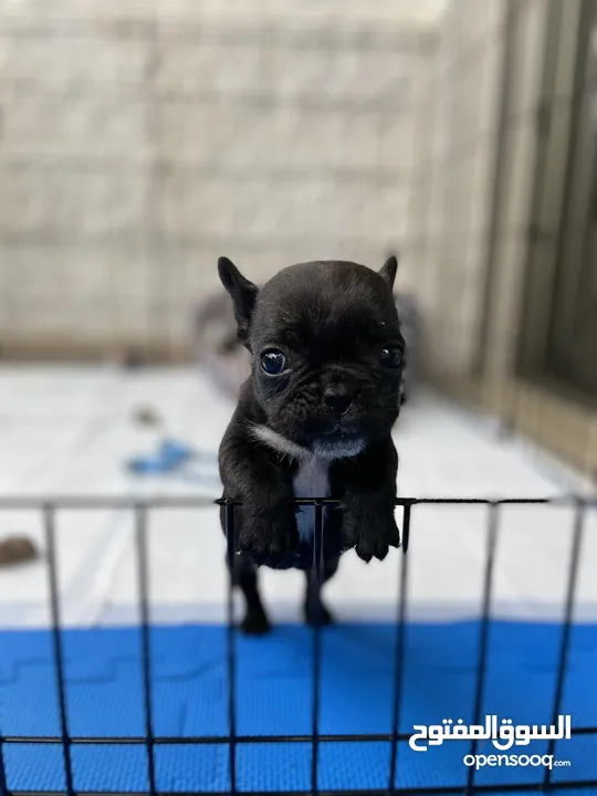 French Bulldog