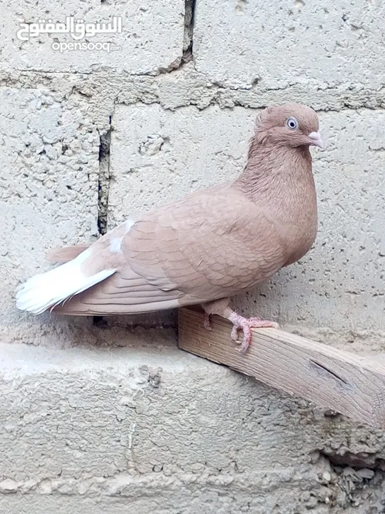 كوم حمام حوالي من 35 إلى 40 طير  للبيع