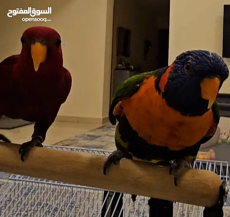 rainbow and red lories