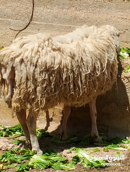 فحل خاروف عساف