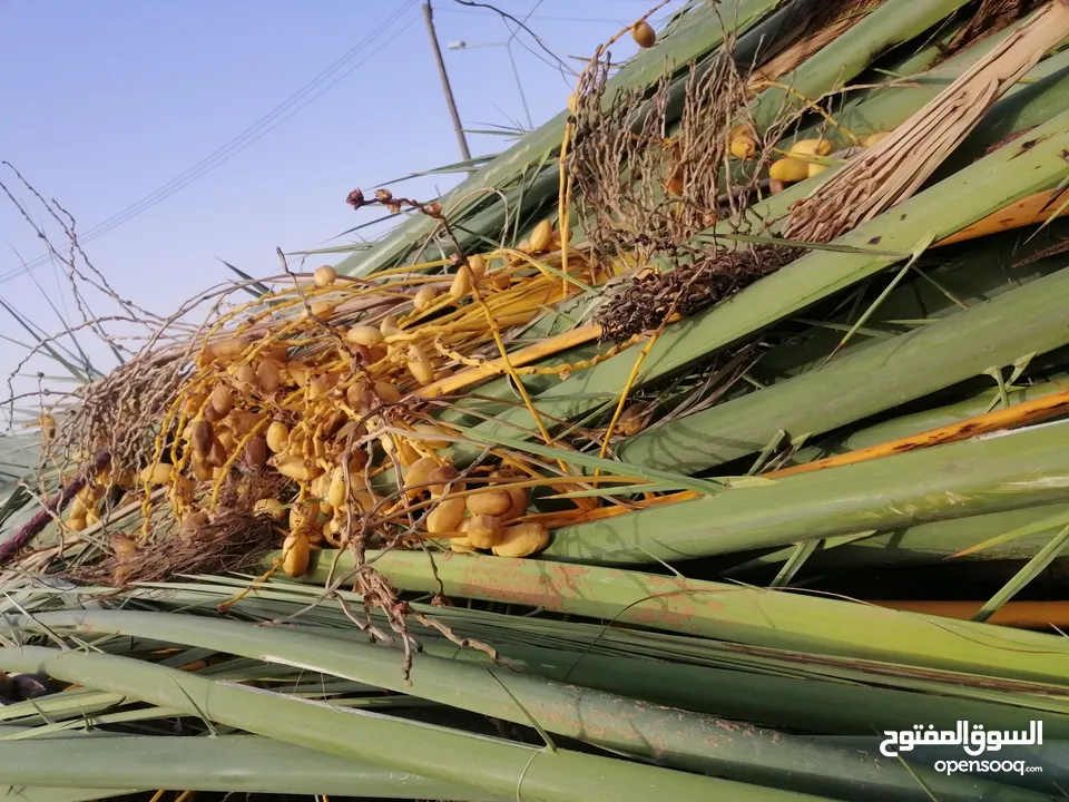 نخل بكراري وطابوني وبيوضي للبيع