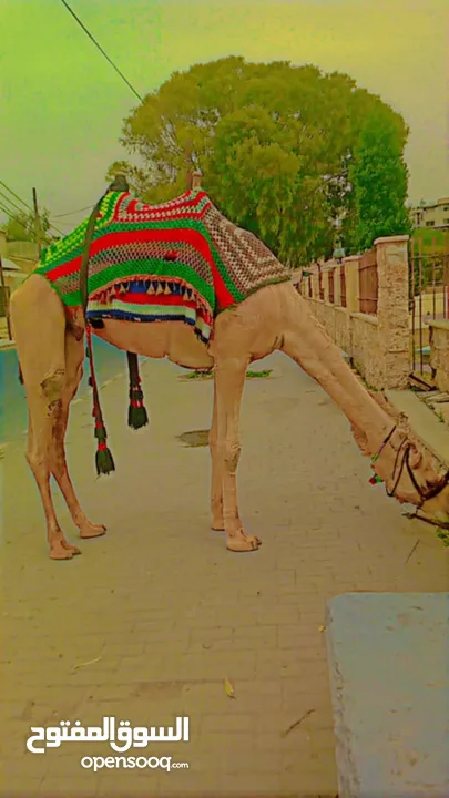 جمل للبيع مطبع عمره بين 7/6 سنوات  جرش