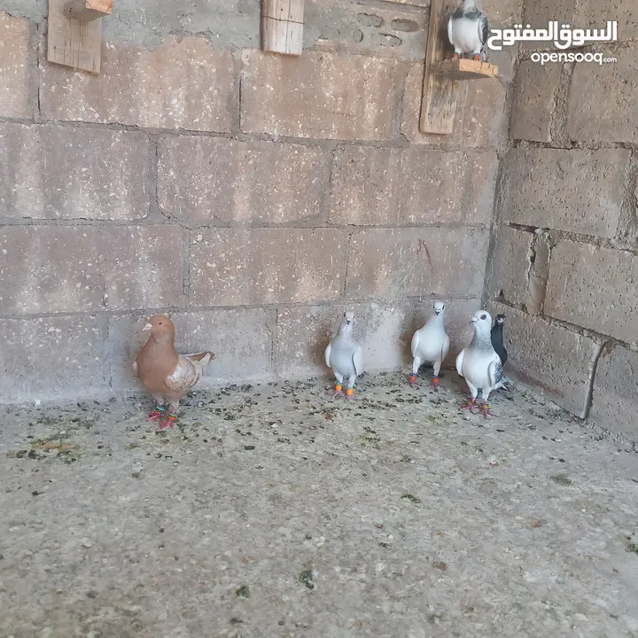 حمام البيع