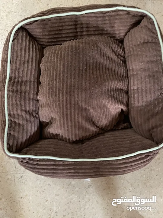 فرينش تيرير صغير عمره 4 شهور