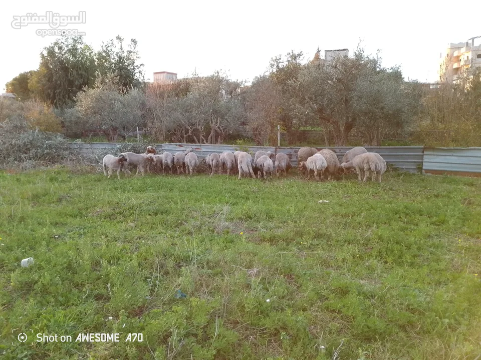 بسم الله الرحمن الرحيم خواريف لحم اوزان مختلفة  من 40 و ما فوق الرجاء من الجادين فقط تواصل واتساب