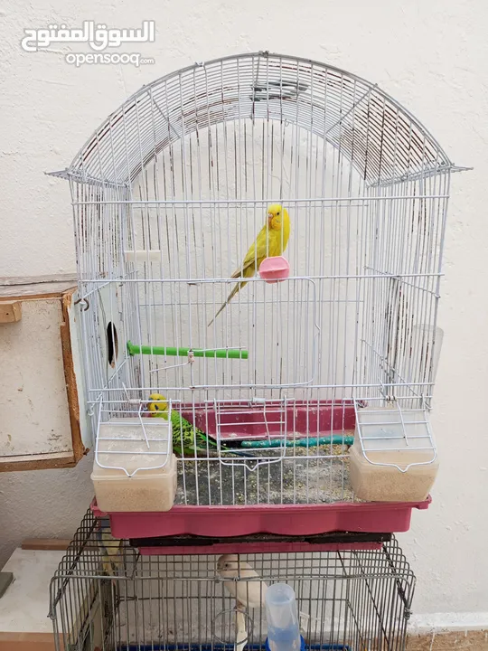 طيور  حب وجنة للبيع