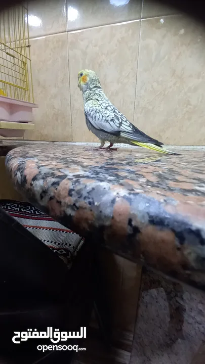 ببغاء كوكتيل اليف وعمرو صغير