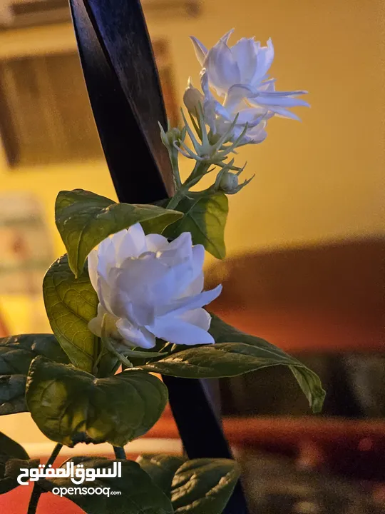 jasmine live plant for sale with flowers