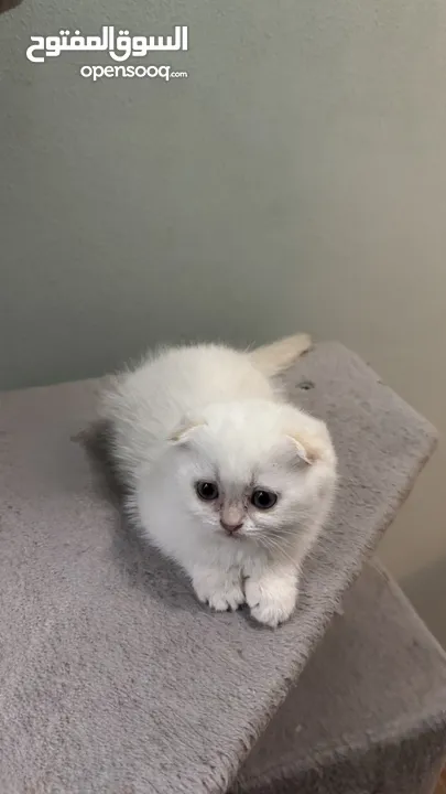 Scottish fold female  انثى سكوتش فولد