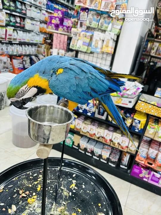 ببغاء مكاو ازرق اليف جدا ولعوب
