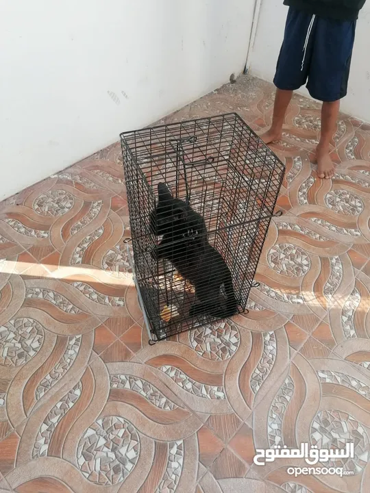 مصيده قطط للإيجار cat trap for rent