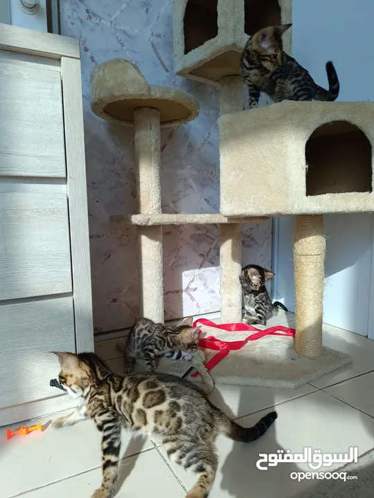 Bengal kittens 2 months old