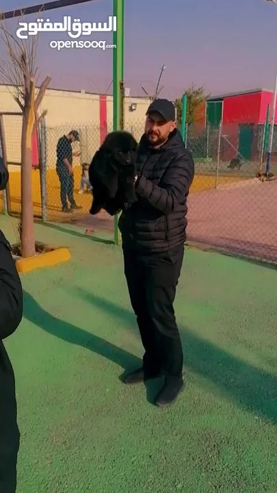 تدريب كلاب ..فندق للكلاب....تحميم كلاب