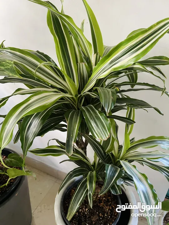 Indoor and outdoor plants and decorations