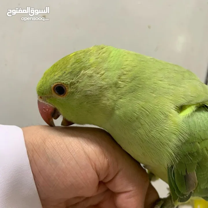 Green Parrot friendly/ بغبغاء هندي اليف