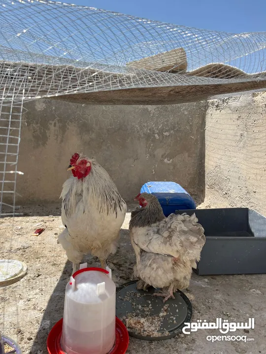 جاجتين براهمه وديك براهمه وصوص بلدي