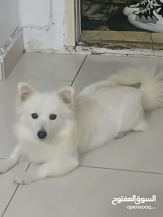 للبيع كلب Pomeranian dogs ذكر