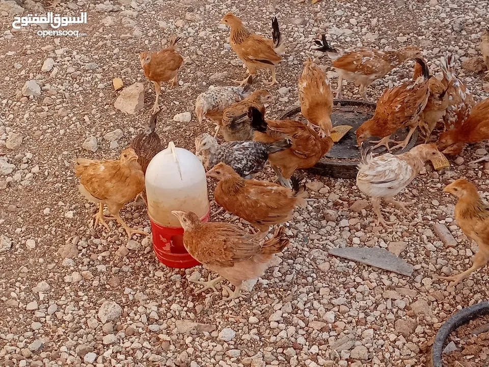 صوص بلدي للبيع