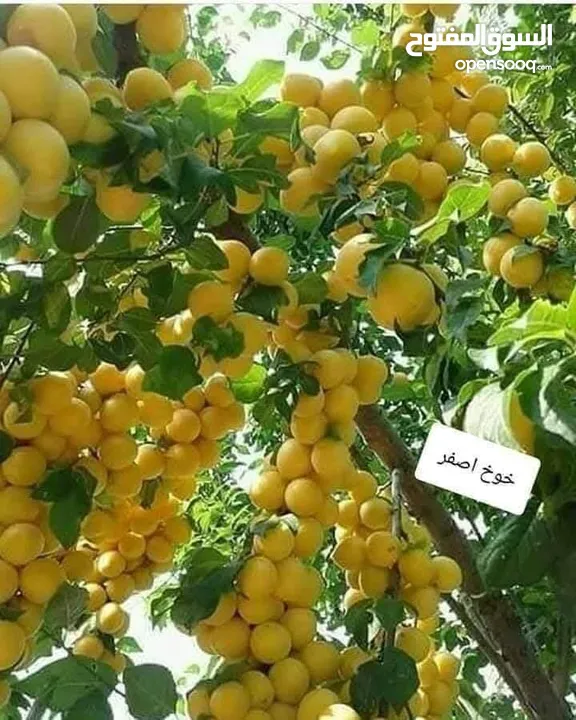 الأشجار المثمرة وأشجار الزينة هي الخيار الأمثل لمن يسعى إلى طبيعة خلابة ومحاصيل غنية!
