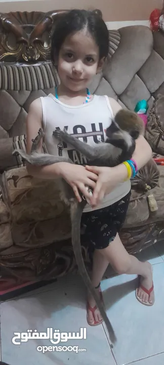 نسناس للبيع  هادي