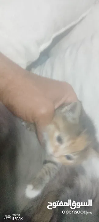 قطة سكوتش مع صغارها 3 قطط