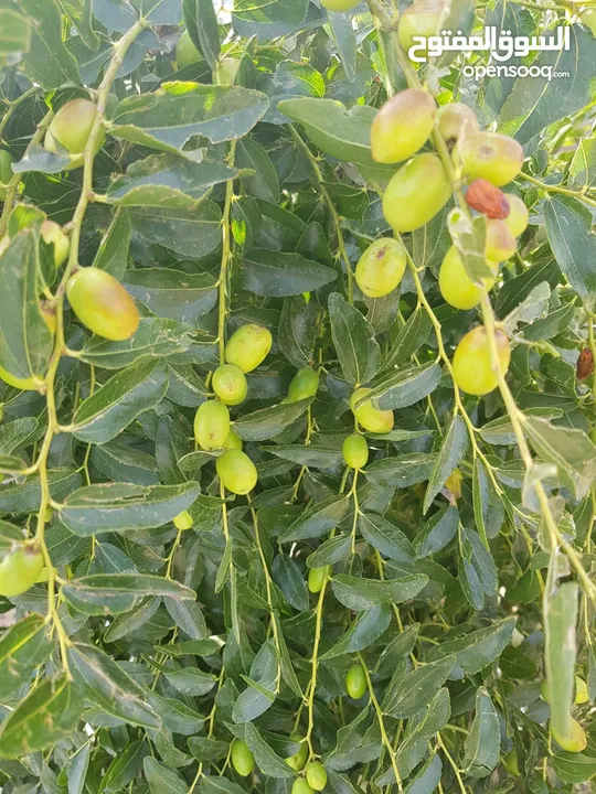 اشجار مثمره