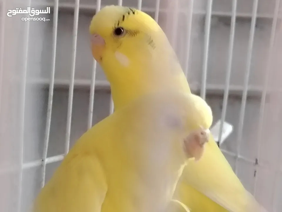 جوز حب تحتيه 6 بيضات مع القفص