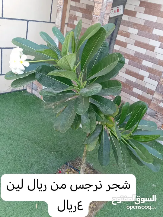 اشجار للبيع صحم حفيت