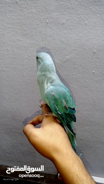 ببغاء دره هولندي اليف