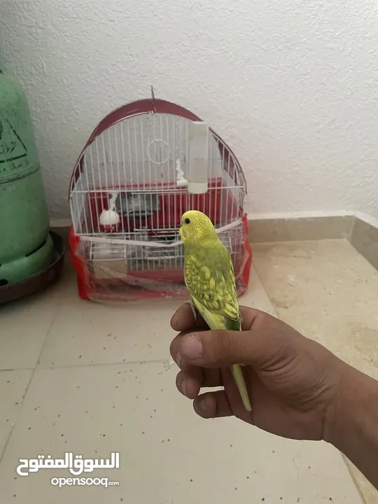 عصافير حب او طيور بادجي ذكور وايناث وزواج