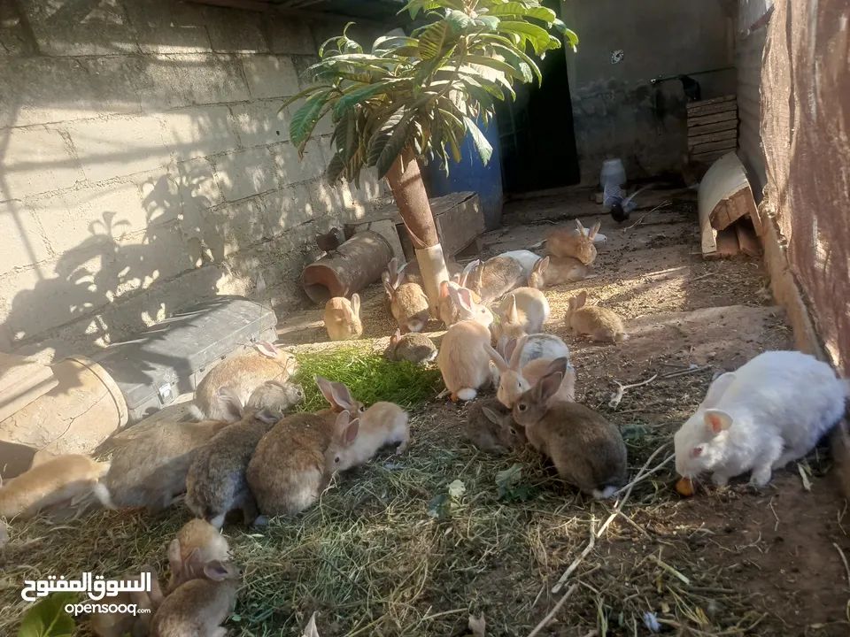 ارانب بلديه شغالة تربيه منزليه
