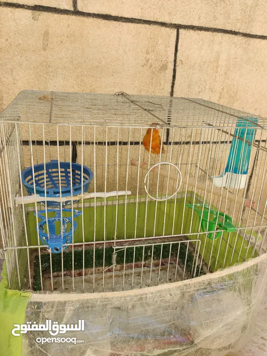 عصافير كناري للبيع