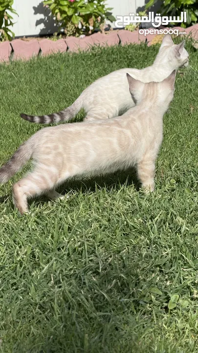 Purebred white and brown kittens  - 3 months old playfull and perfect for family’s