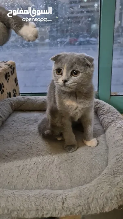 Scottish fold for adoption