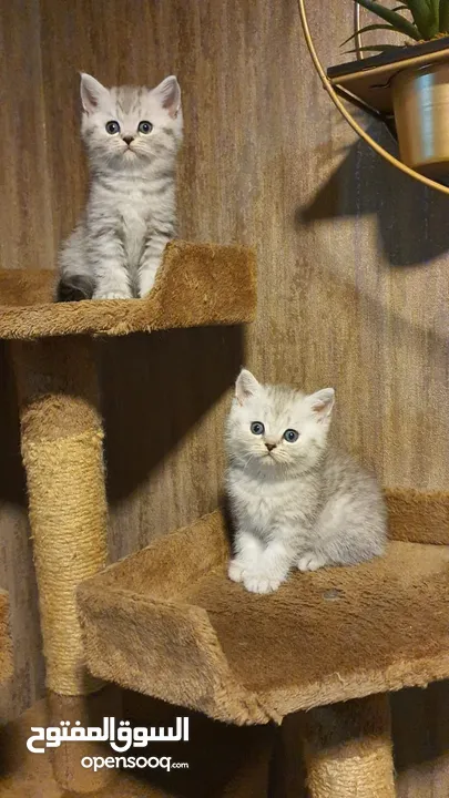 Scottish Fold & Scottish straight kittens