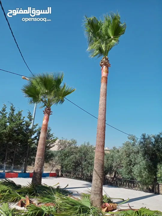 فني أشجار النخيل